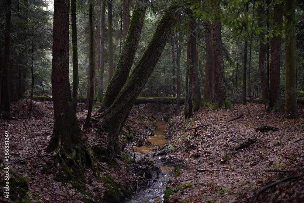 Mały strumień płynący przez mroczny jesienny las - obrazy, fototapety, plakaty 