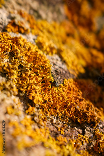 Orange lichen on rock
