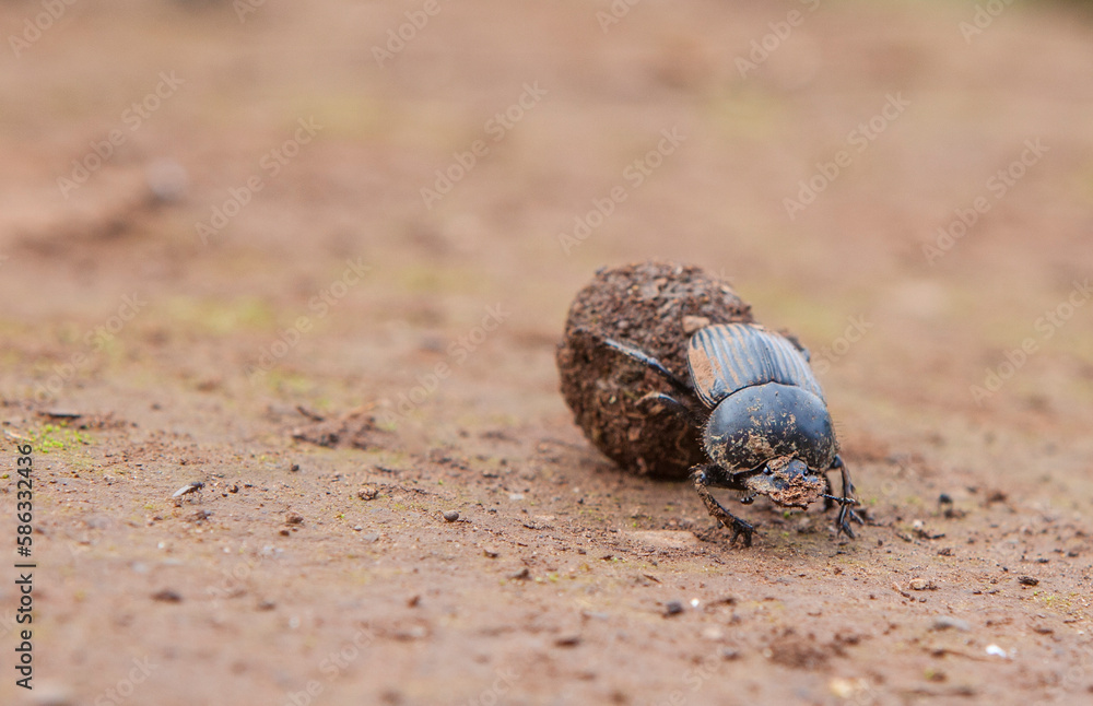 Dung beetle rolling a ball of dung