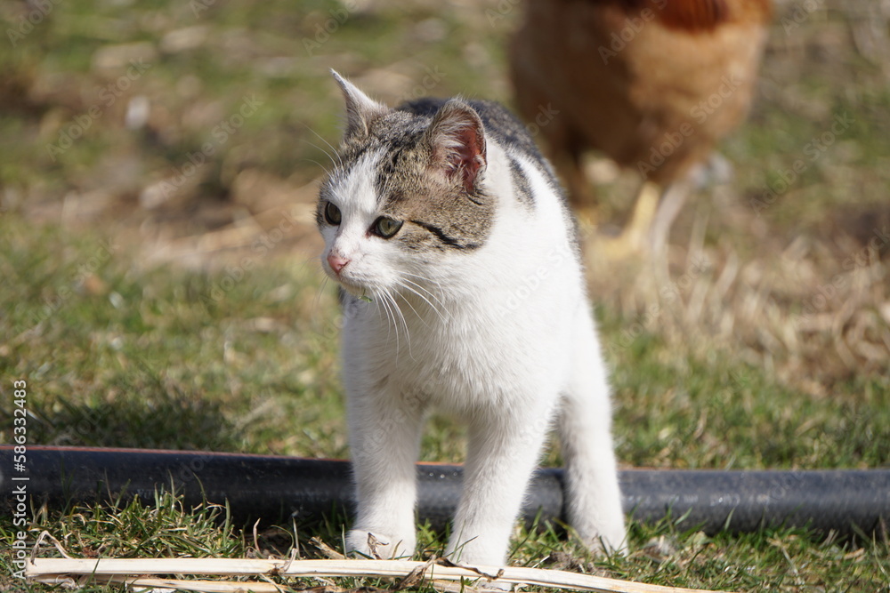 Kot trzymający źdźbło w pyszczku i spacerujący po ogrodzie