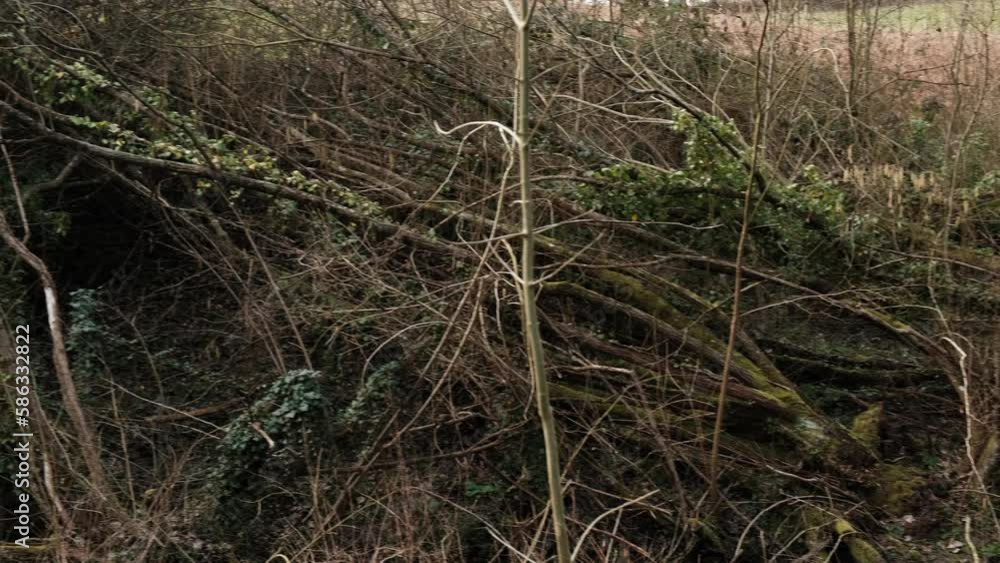 Fallen old trees and thickets. A slope near a stream with many trees broken by the weather and old age. Fallen old trees and thickets. A slope near a stream with many trees broken by the weather and old age.