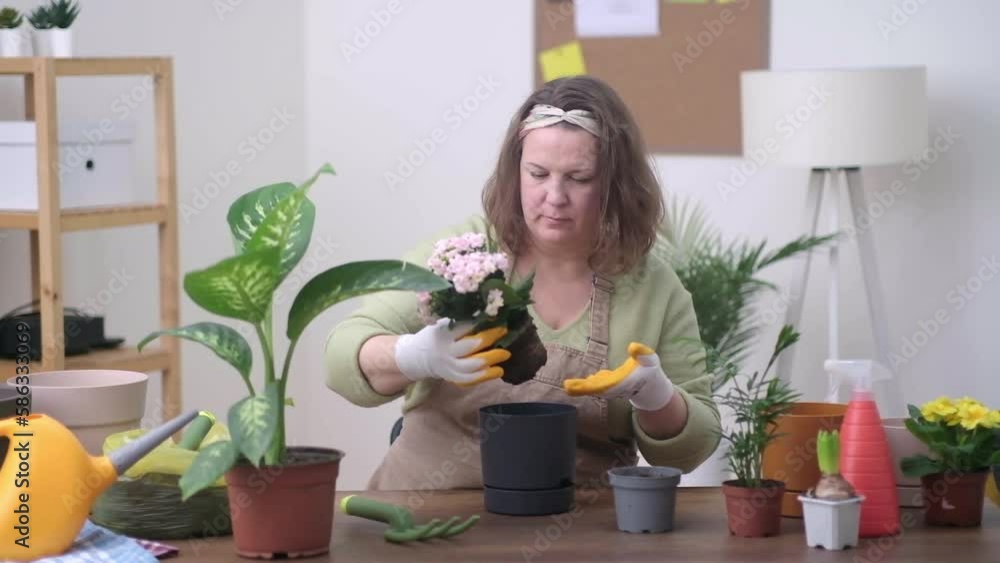 stylish interior filled with plants, woman gently transplanting kalanchoe plant into new pot. It's a scene that speaks to the joys of home gardening, stylish interior filled with plants, woman gently transplanting kalanchoe plant into new pot. It's a scene that speaks to the joys of home gardening,