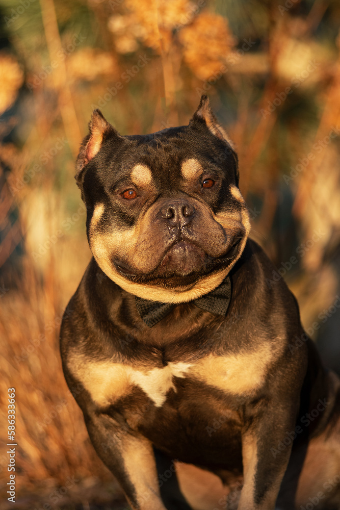 Fototapeta premium Portrait of an American Bully in the summer in the park