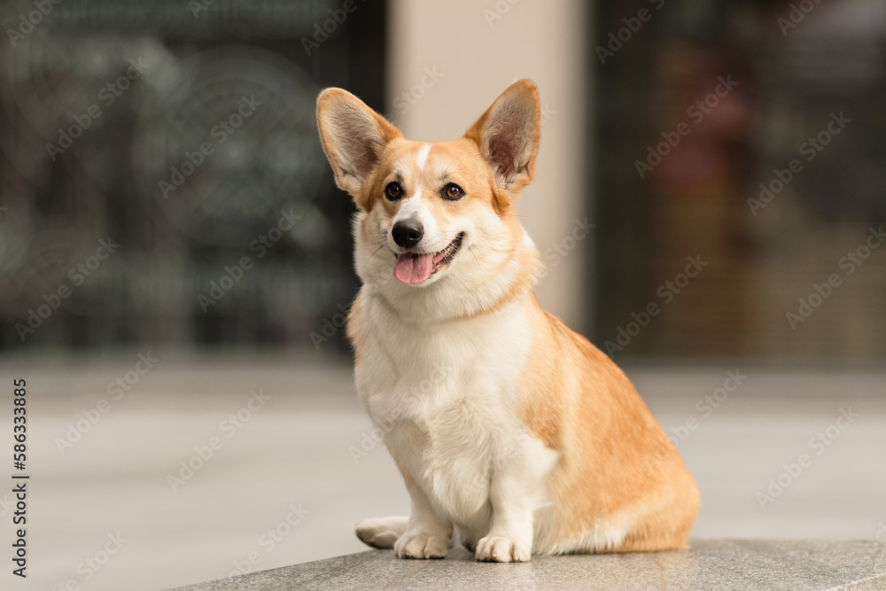 Portrait of a Welsh Corgi Pembroke Portrait of a Welsh Corgi Pembroke