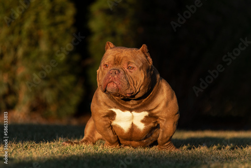 American exot bully sitting on the green grass in the park in the summer photo