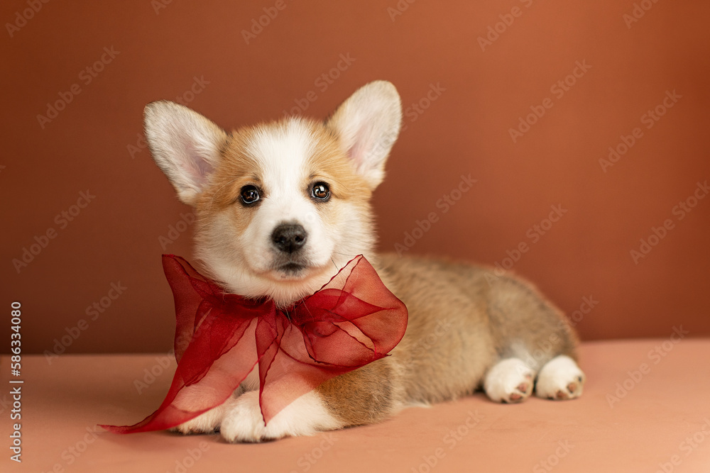 Cute Welsh Corgi puppy on a brown background in the studio