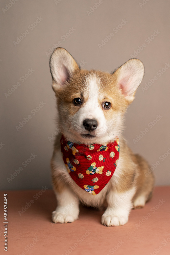 Funny Welsh Corgi Pembroke puppy on a beige background with a red bandana