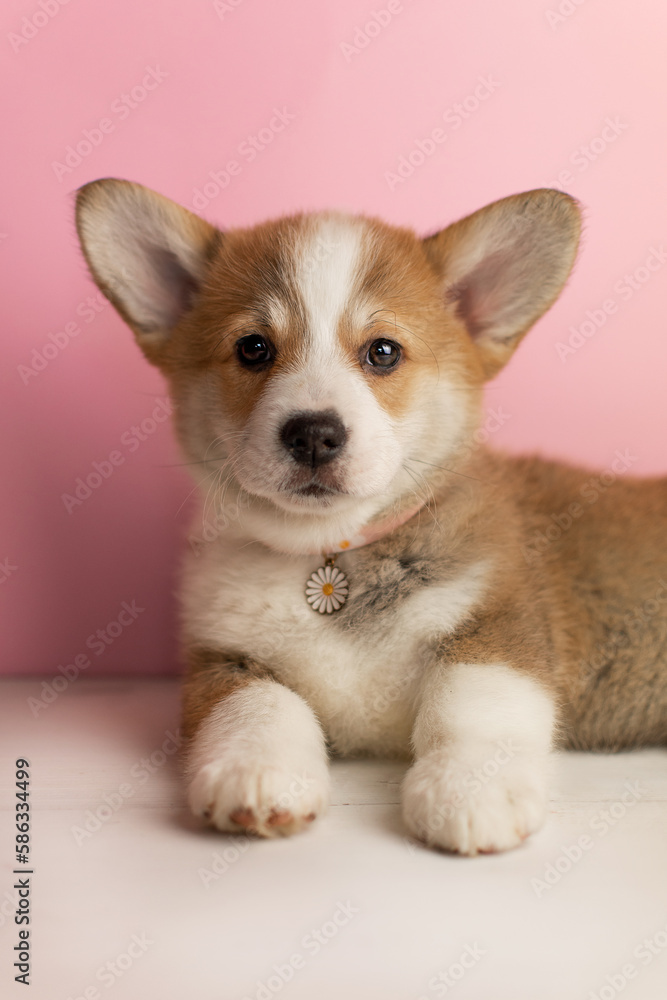 Very cute corgi puppy on a pink background