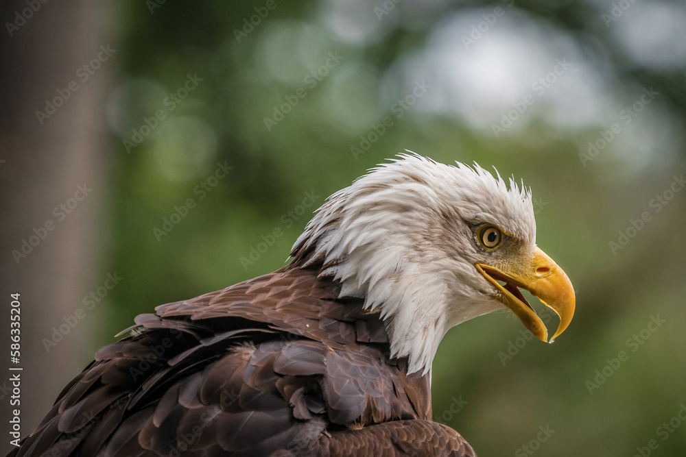 A bald eagle closeup in a falcrony in saarburg A bald eagle closeup in a falcrony in saarburg