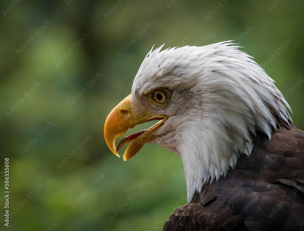 A bald eagle closeup in a falcrony in saarburg A bald eagle closeup in a falcrony in saarburg