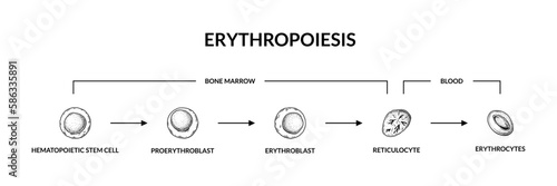Red blood cells development. Erythropoiesis. Scientific microbiology vector illustration in sketch style