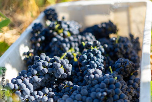 grapes ready for wine photo