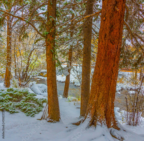 Pine Trees in Snow 