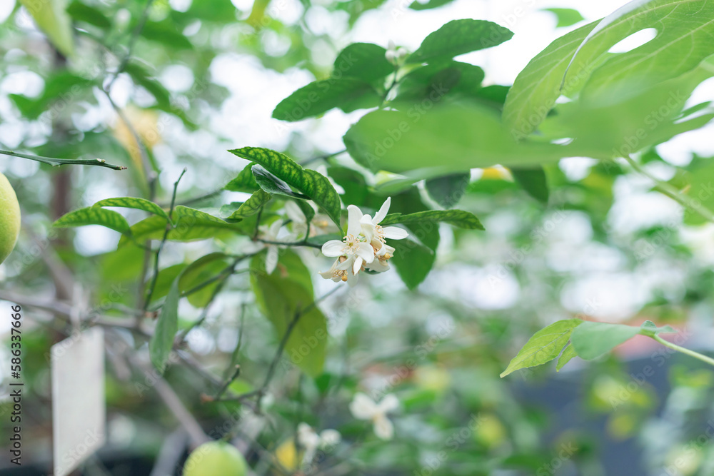Citrus white flowers on the fruit tree in the orangery. Close up