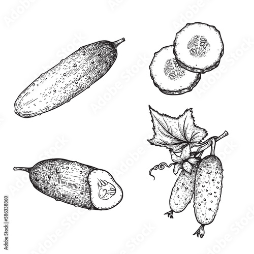 Hand drawn sketch style cucumbers set. Whole, sliced and grow. Farm fresh vegetable illustrations collection. Vector illustrations.