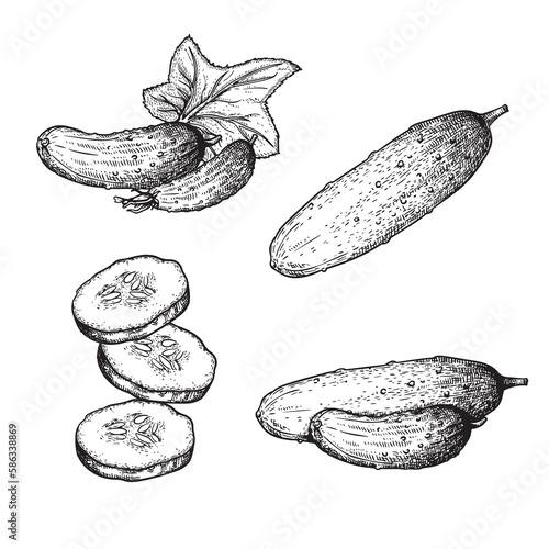Hand drawn sketch style cucumbers set. Whole, sliced and grow. Farm fresh vegetable illustrations collection. Vector illustrations.