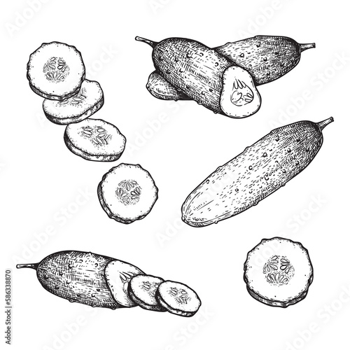 Hand drawn sketch style cucumbers set. Whole, sliced and grow. Farm fresh vegetable illustrations collection. Vector illustrations.
