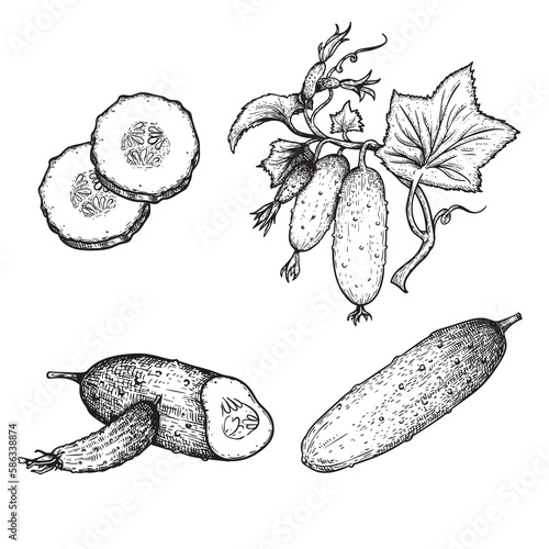 Hand drawn sketch style cucumbers set. Whole, sliced and grow. Farm fresh vegetable illustrations collection. Vector illustrations.