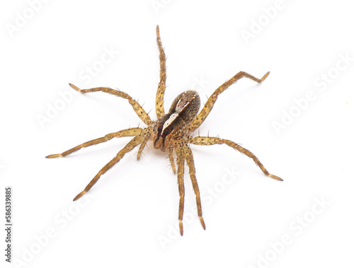 hentz wolf spider - rabidosa hentzi - side top profile view isolated on white background. Great detail