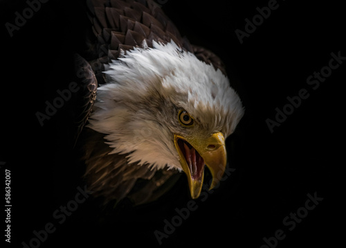 A bald eagle closeup in a falcrony in saarburg