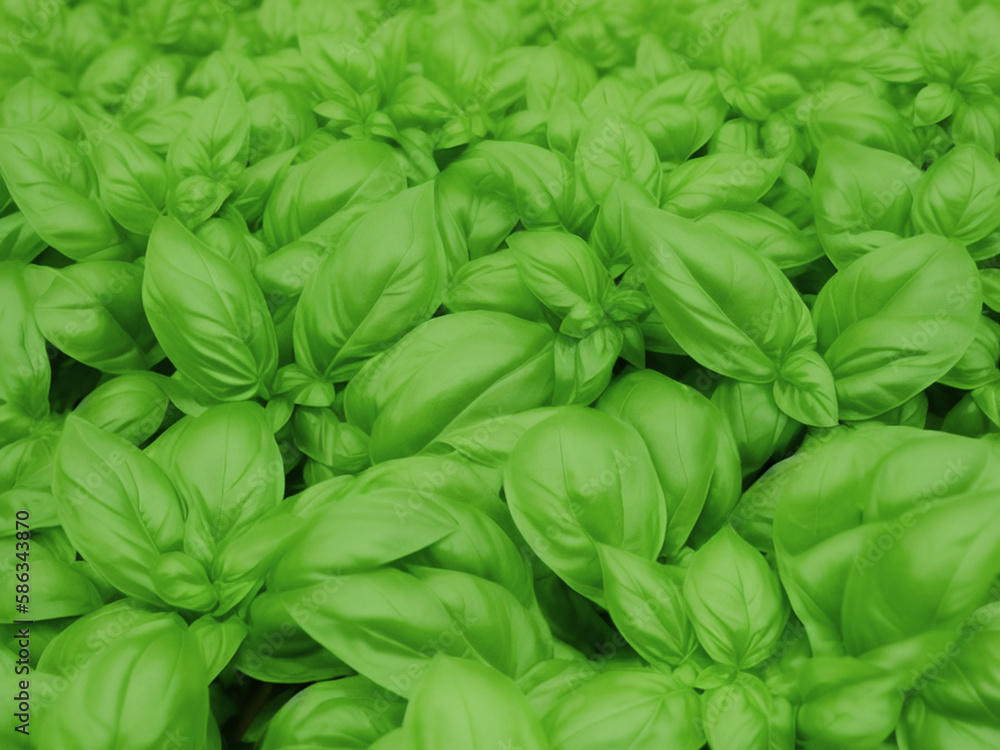Basil field garden herbs basil leaves generative AI illustration Basil field garden herbs basil leaves generative AI illustration