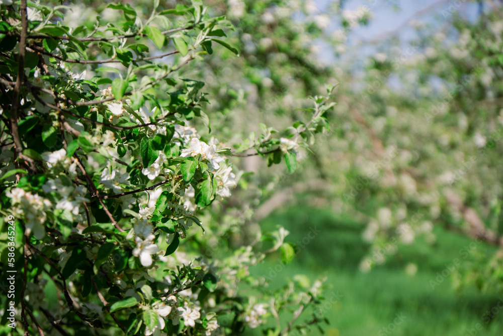 Apple blossom Apple blossom