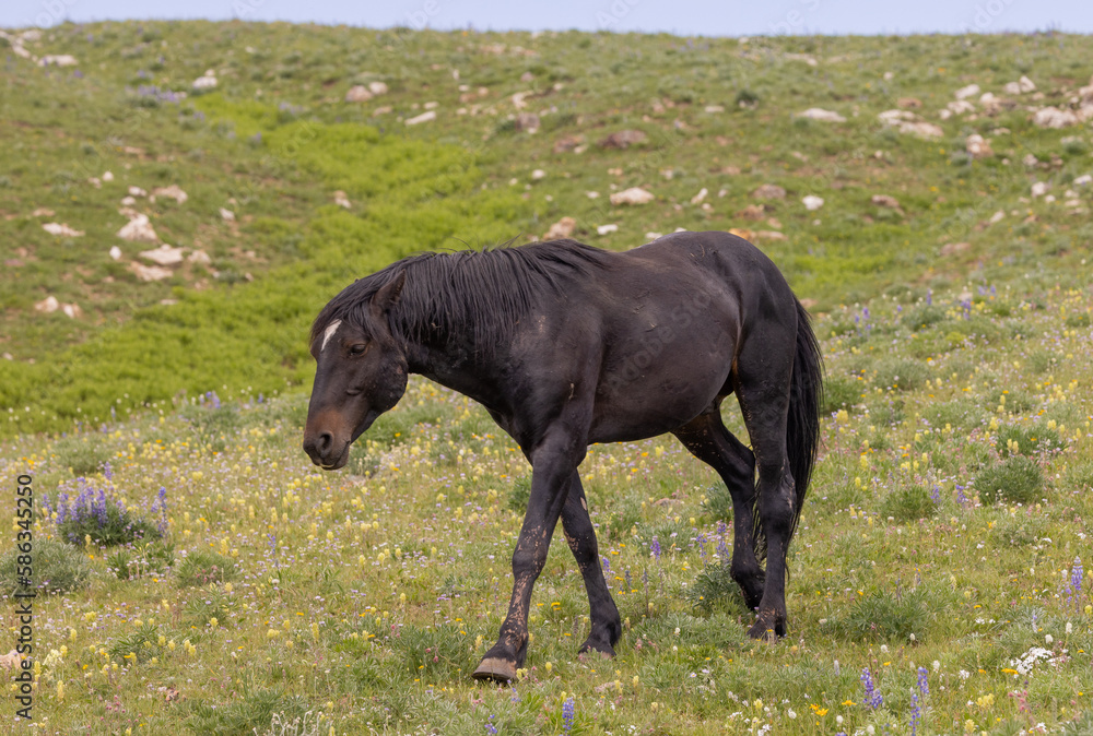 Fototapeta premium Wild Horse in Summer in the Pryor Mountains Montana