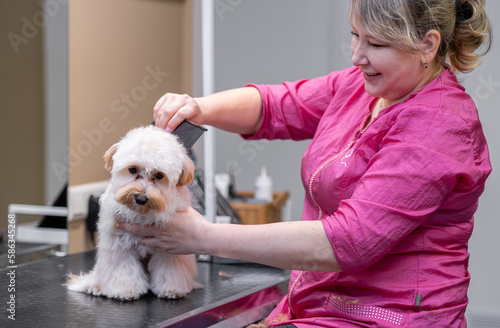 skilled dog groomer carefully brushing white hair puppy fur to perfection in grooming salon.