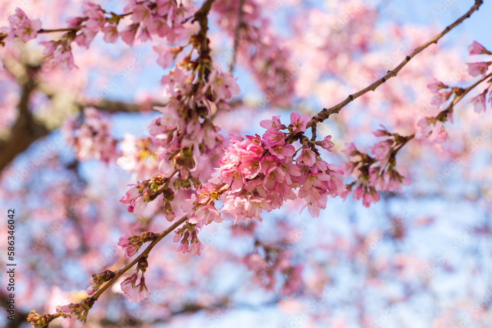 Horizontal banner with sakura flowers of pink color on sunny backdrop. Beautiful nature spring background with a branch of blooming sakura. Copy space for text