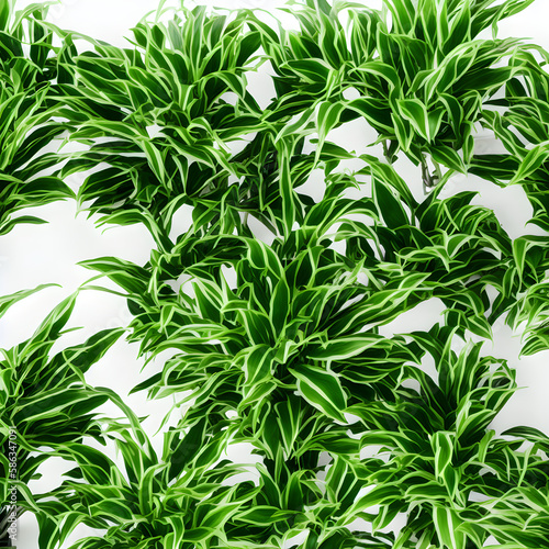 Plants Backgrounds "Generative AI"