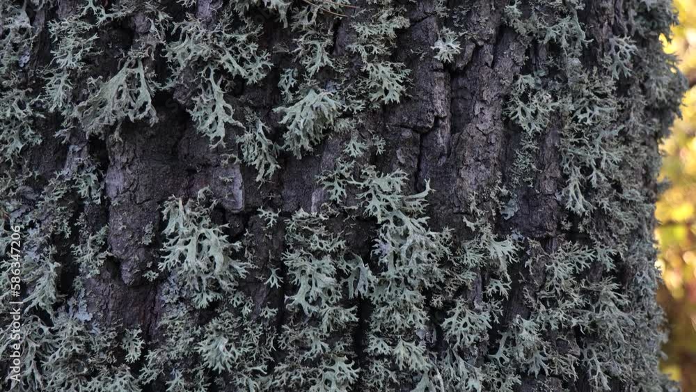 Beautiful forest during the day. Beautiful brown, gray trees covered with thick moss. The bark of the trees is covered with green moss. Beautiful forest during the day. Beautiful brown, gray trees covered with thick moss. The bark of the trees is covered with green moss.