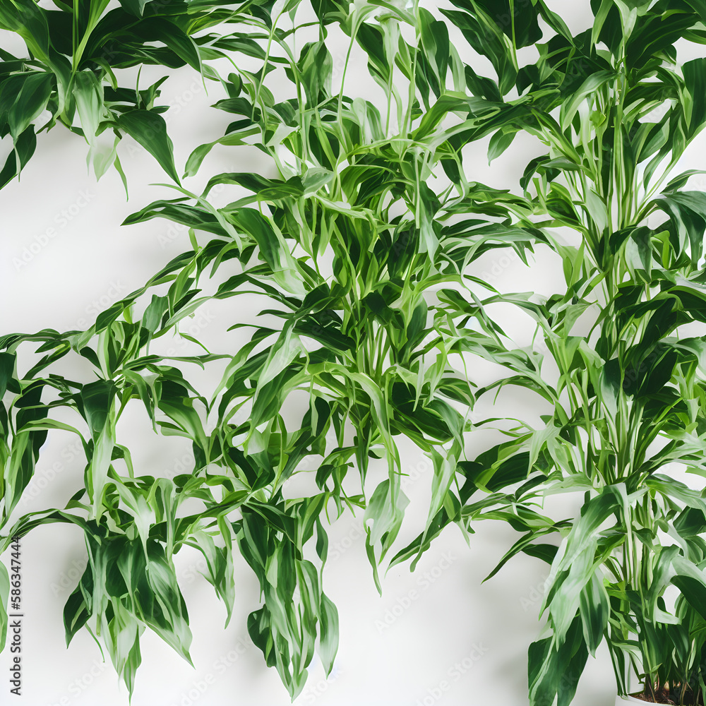 Plants Backgrounds Plants Backgrounds