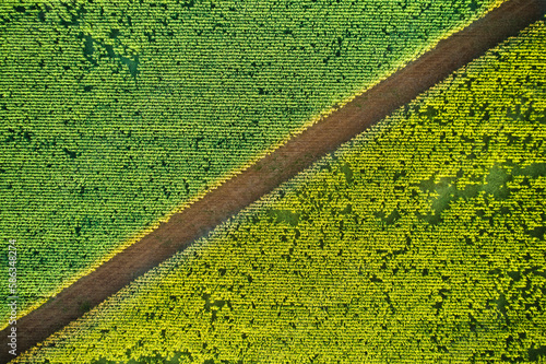 Corn Field from above