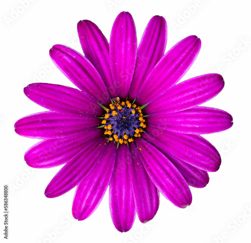 Purple african daisy against a white background