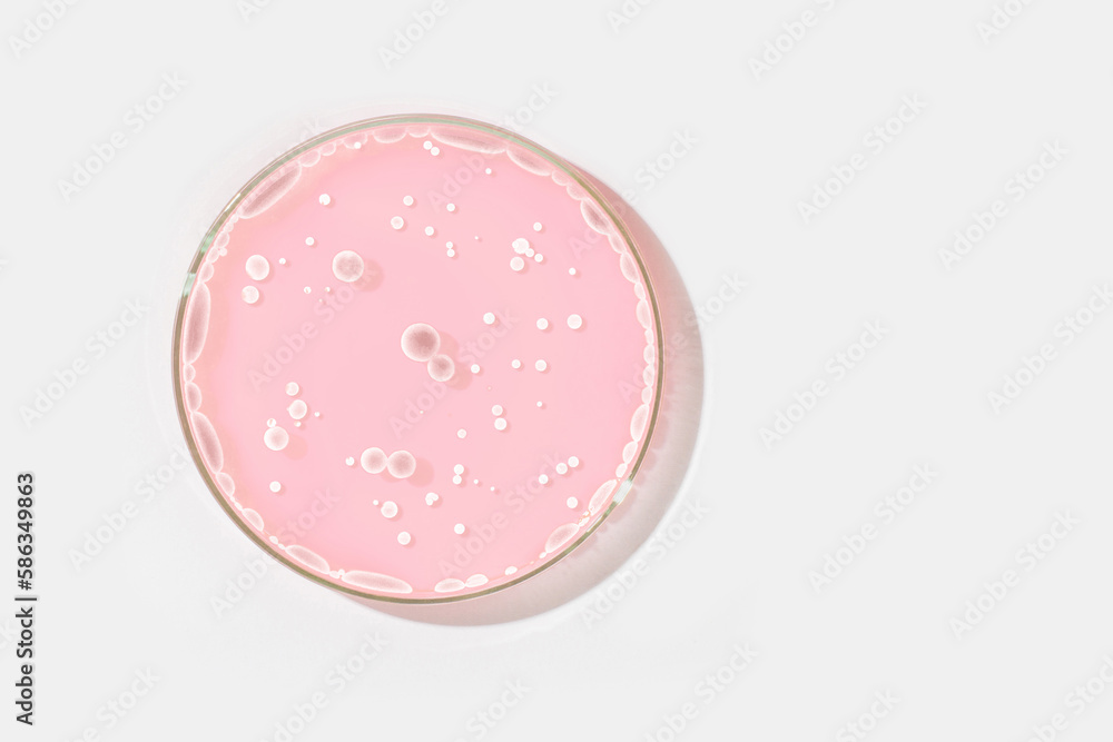 Petri dish on a light background. With light rocks in a pink liquid. grown in the laboratory. Sensitivity of bacteria or viruses to antibiotics. Mold. Mushrooms Petri dish on a light background. With light rocks in a pink liquid. grown in the laboratory. Sensitivity of bacteria or viruses to antibiotics. Mold. Mushrooms