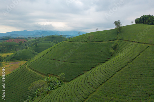 Aerial top view of green fresh tea or strawberry farm, agricultural plant fields with mountain hills in Asia. Rural area. Farm pattern texture. Nature landscape background, Long Coc, Vietnam. © tampatra