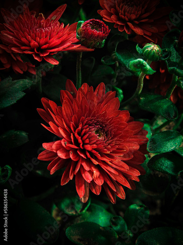 red flower