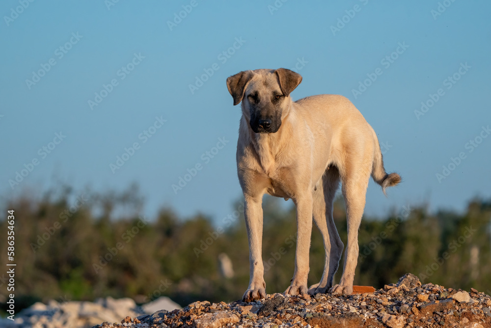 A female white dog living on the streets A female white dog living on the streets