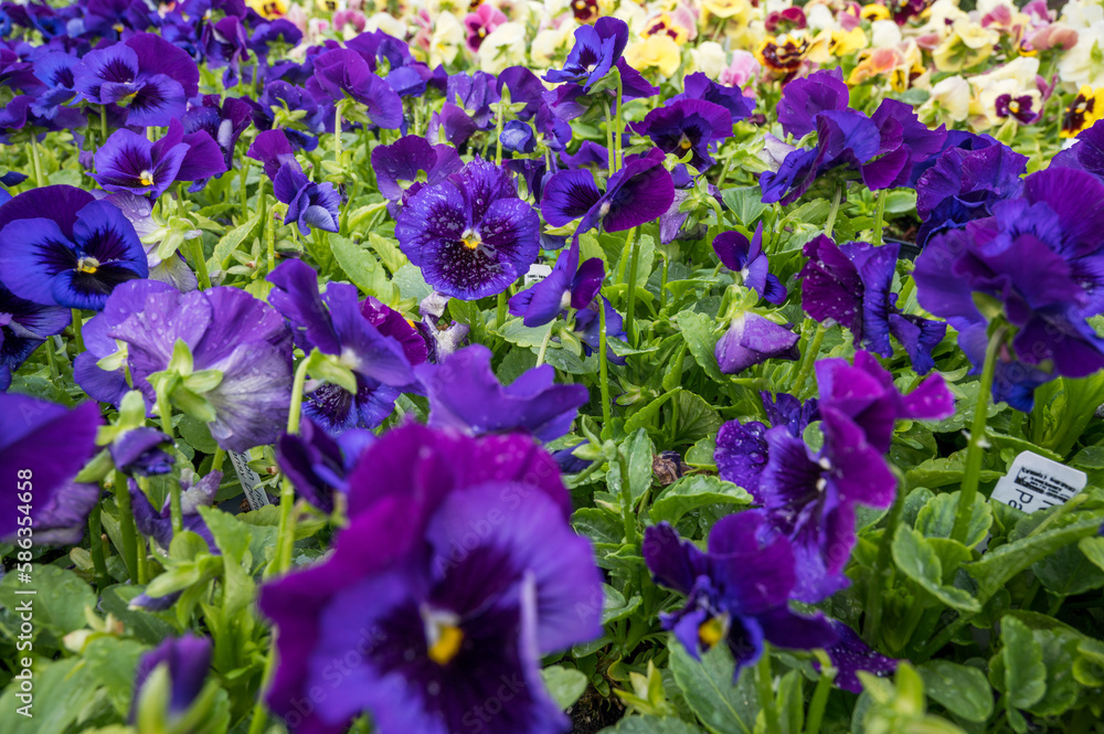 Happy purple pansies with water droplets