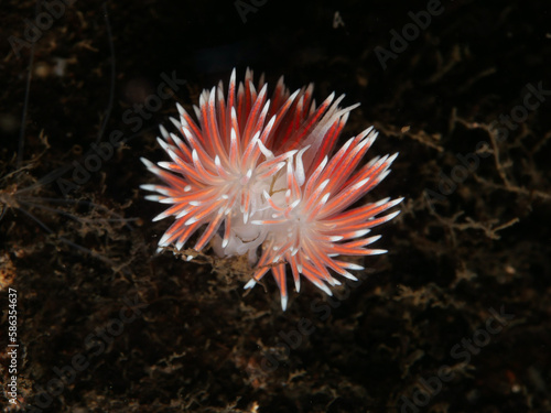 Colourful nudibranch Caronella pellucid from Oslo fjord photo