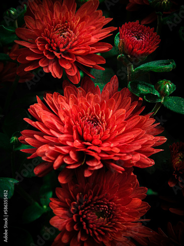 red dahlia flower