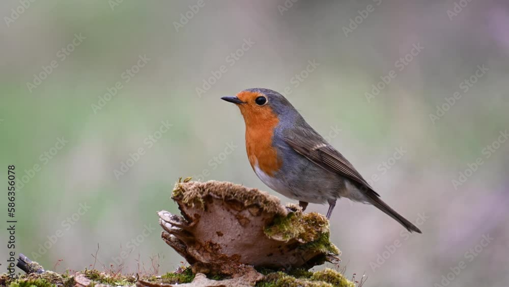 Garden Birds. Robin Erithacus rubecula in the wild. Songbird close up. Garden Birds. Robin Erithacus rubecula in the wild. Songbird close up.