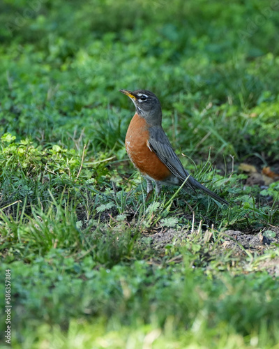 American robin in the grass