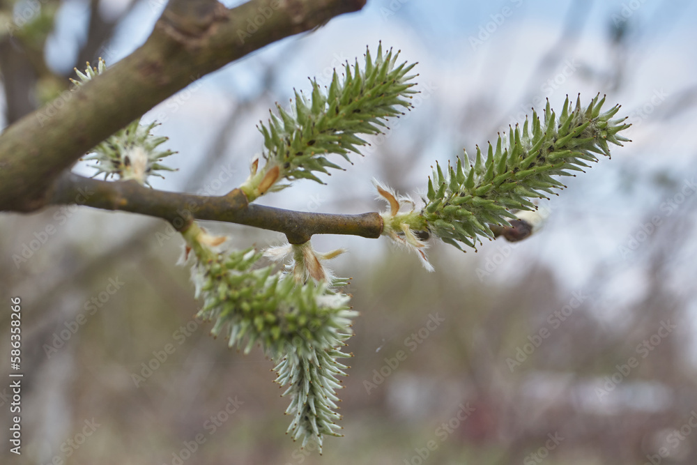 Spring. The willow (lat. Salix) blossoms, the earrings - inflorescences have blossomed. Spring. The willow (lat. Salix) blossoms, the earrings - inflorescences have blossomed.