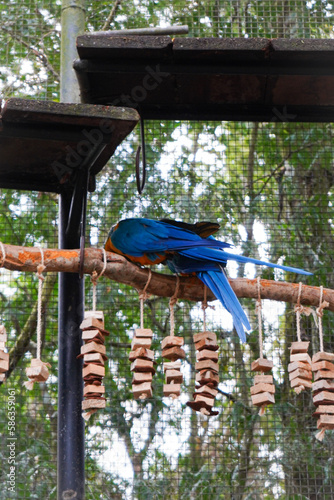 Araras no parque das aves em Foz do Iguaçu no Paraná Brasil Amazônia, floresta, tropical, natureza, exuberante, beleza, fauna, brasileira photo