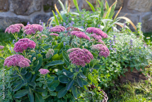 Prächtige Fetthenne (Hylotelephium spectabile)