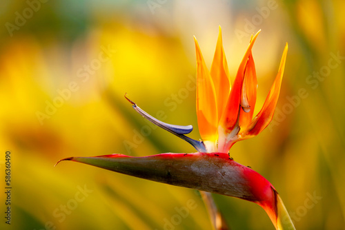 Paradiesvogelblume (Strelitzia reginae) photo