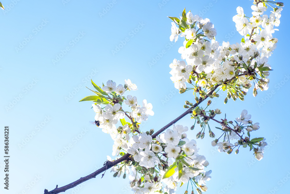 Spring come. branch of cherries with flowers, symbol of late April, early May. White delicate romantic flowers against sky. Spring background Spring come. branch of cherries with flowers, symbol of late April, early May. White delicate romantic flowers against sky. Spring background
