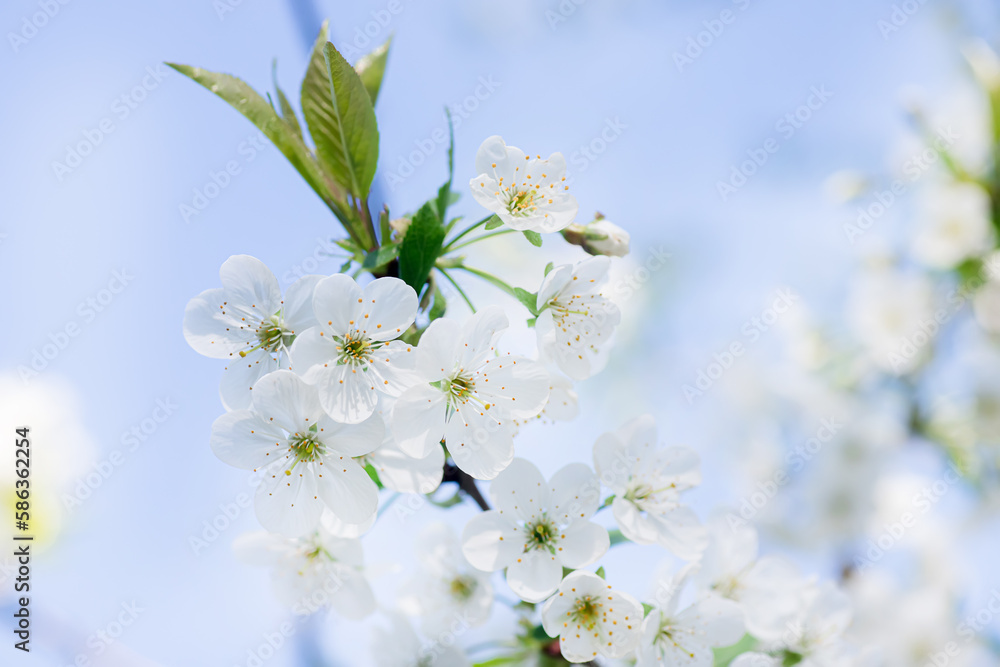 Obraz premium Romantic flowering branch of cherry background of bright sky during flowering of gardens in spring. Easter background. Light and bright card for spring holidays.