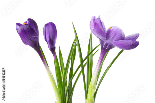 Beautiful crocus flowers isolated on white background
